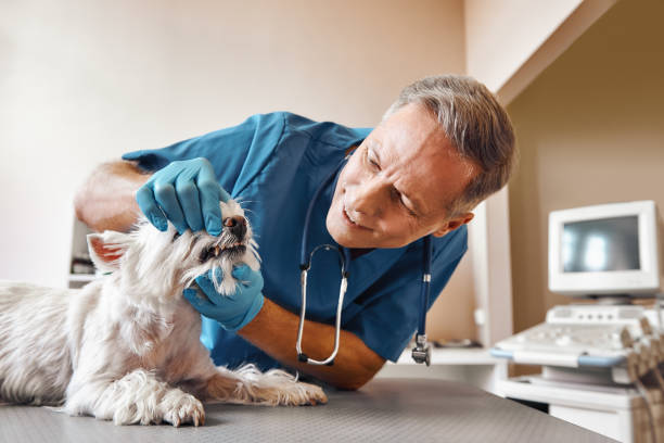 Best 24-Hour Emergency Dental Care in Porterdale, GA